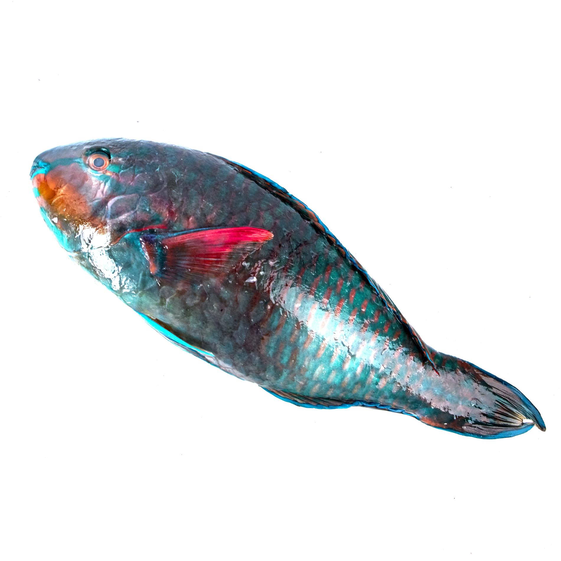 Рыба-попугай охл. ~ 600г (0.6 кг)
