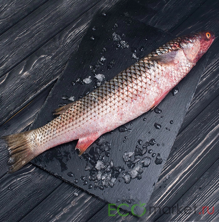 Рыба тарашка: описание, фото, особенности вида